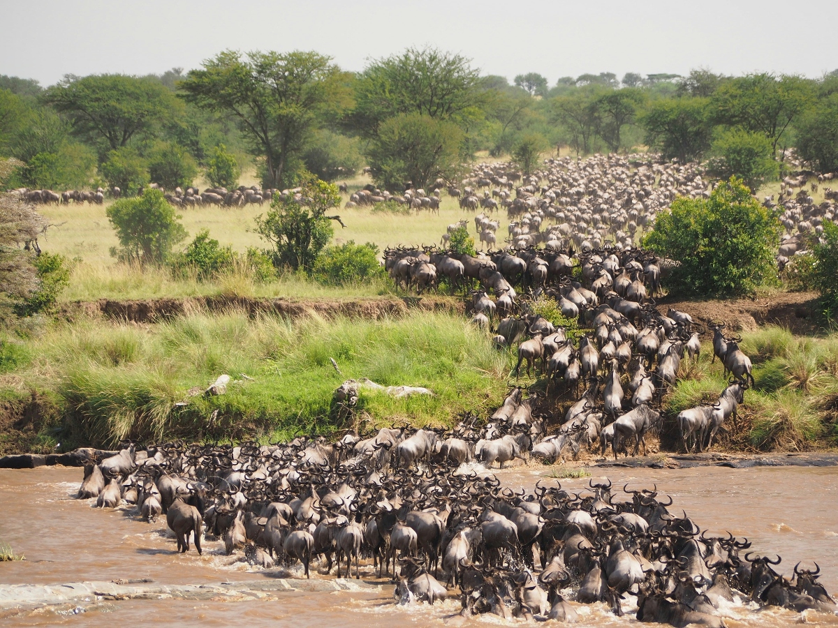 Tips for a Family-Friendly Tanzania Safari