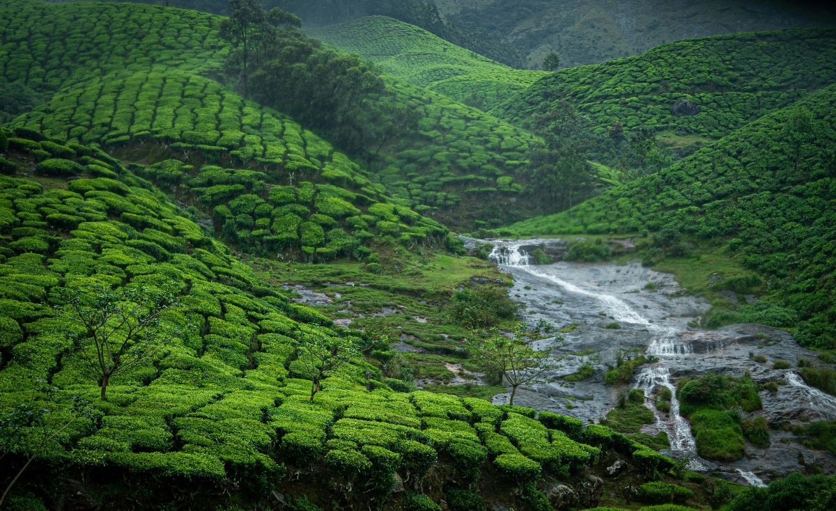 This image shows a lush, mountainous landscape with extensive terraced tea plantations covering the rolling hills in neat, organized rows of bright green bushes. A multi-tiered waterfall cascades down rocky terrain through the center of the valley, with white water flowing over several levels of stone formations. The entire scene is dominated by vibrant green vegetation, with scattered trees interspersed among the carefully cultivated tea gardens that follow the natural contours of the hills.
