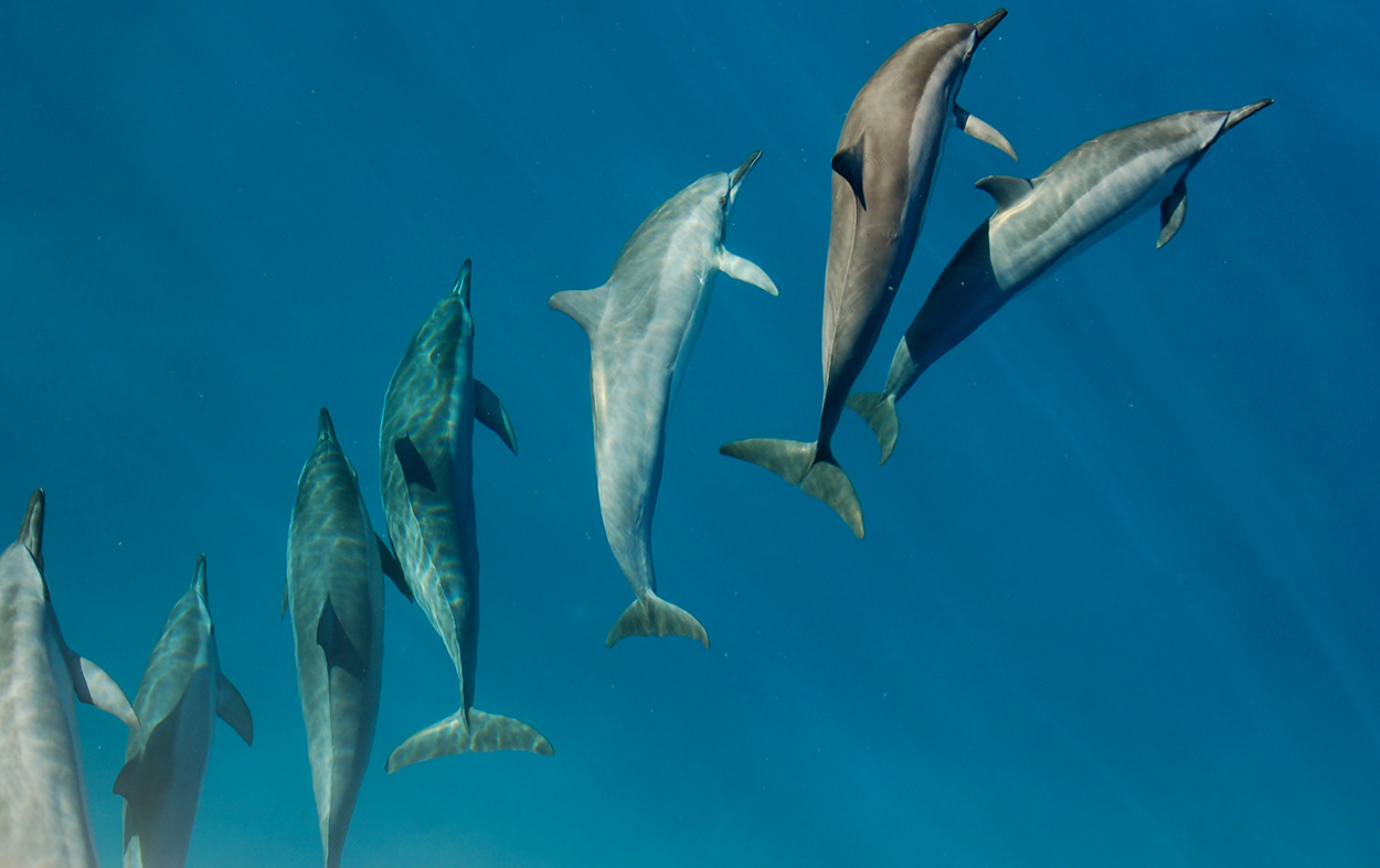 Mauritius- Spinner Dolphins- Photo by Yale Cohen on Unsplash