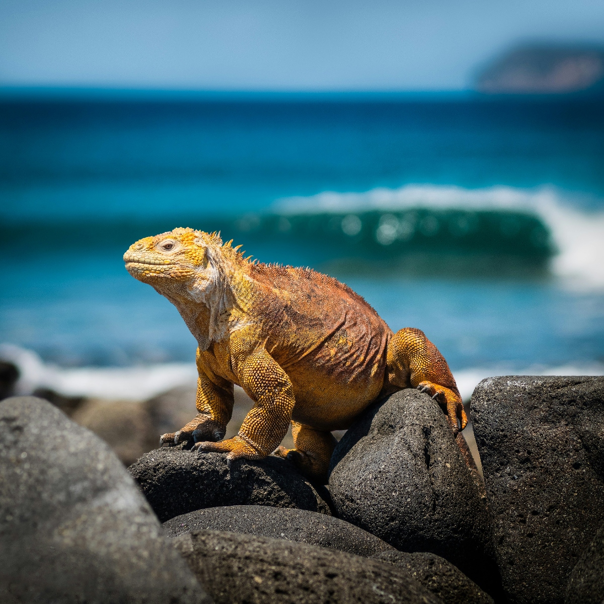 A large golden-orange iguana sits on dark volcanic rocks near the ocean. The reptile displays characteristic spines along its back and robust limbs, positioned against a backdrop of turquoise water with white-capped waves. The coastal setting appears tropical, with the iguana basking in bright sunlight that illuminates its textured scales.