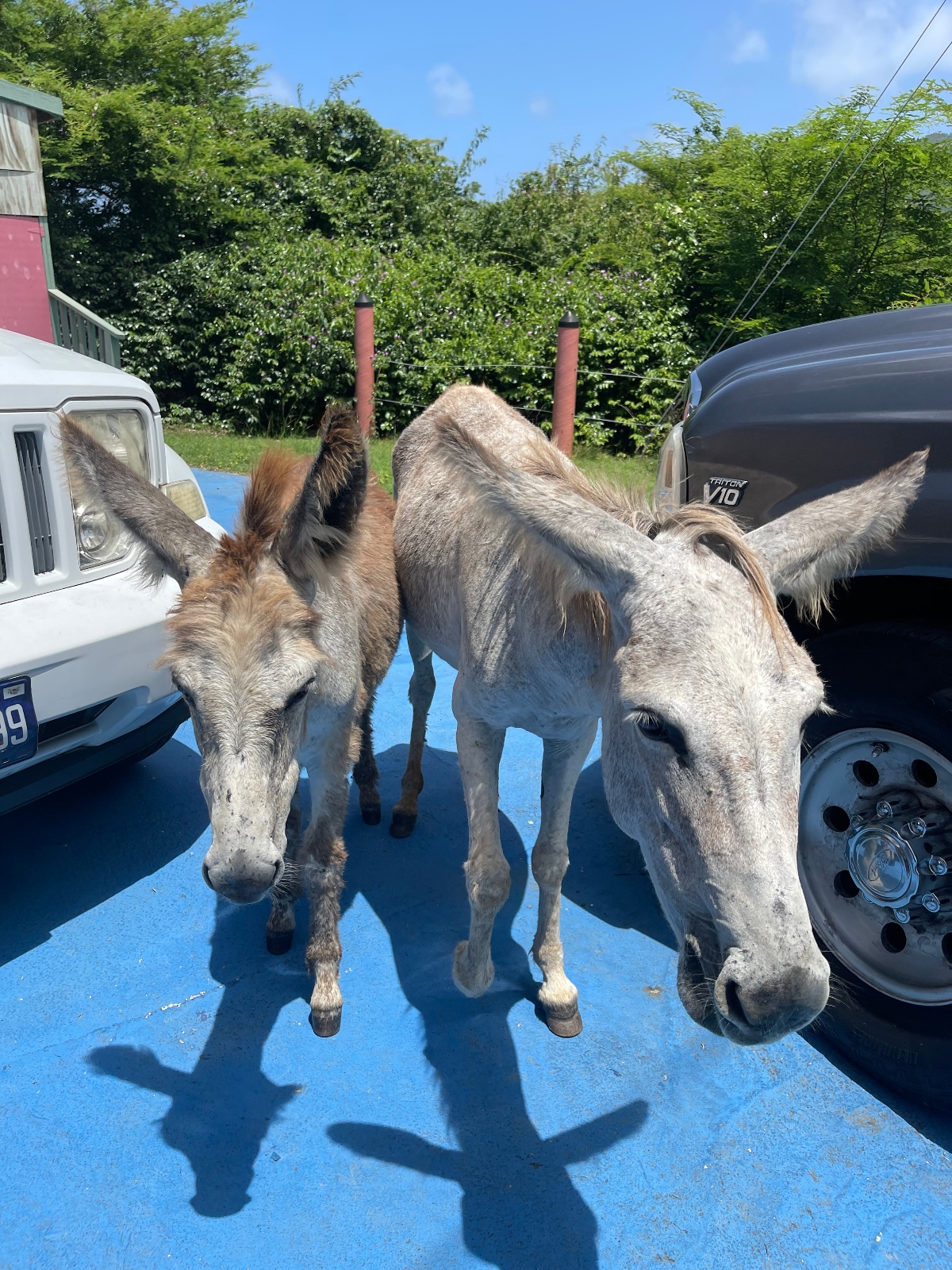 Two donkeys with gray and brown coats stand on a blue surface between two vehicles in what appears to be an outdoor setting. The donkeys are positioned close together, with lush green trees visible in the background under a partly cloudy sky.