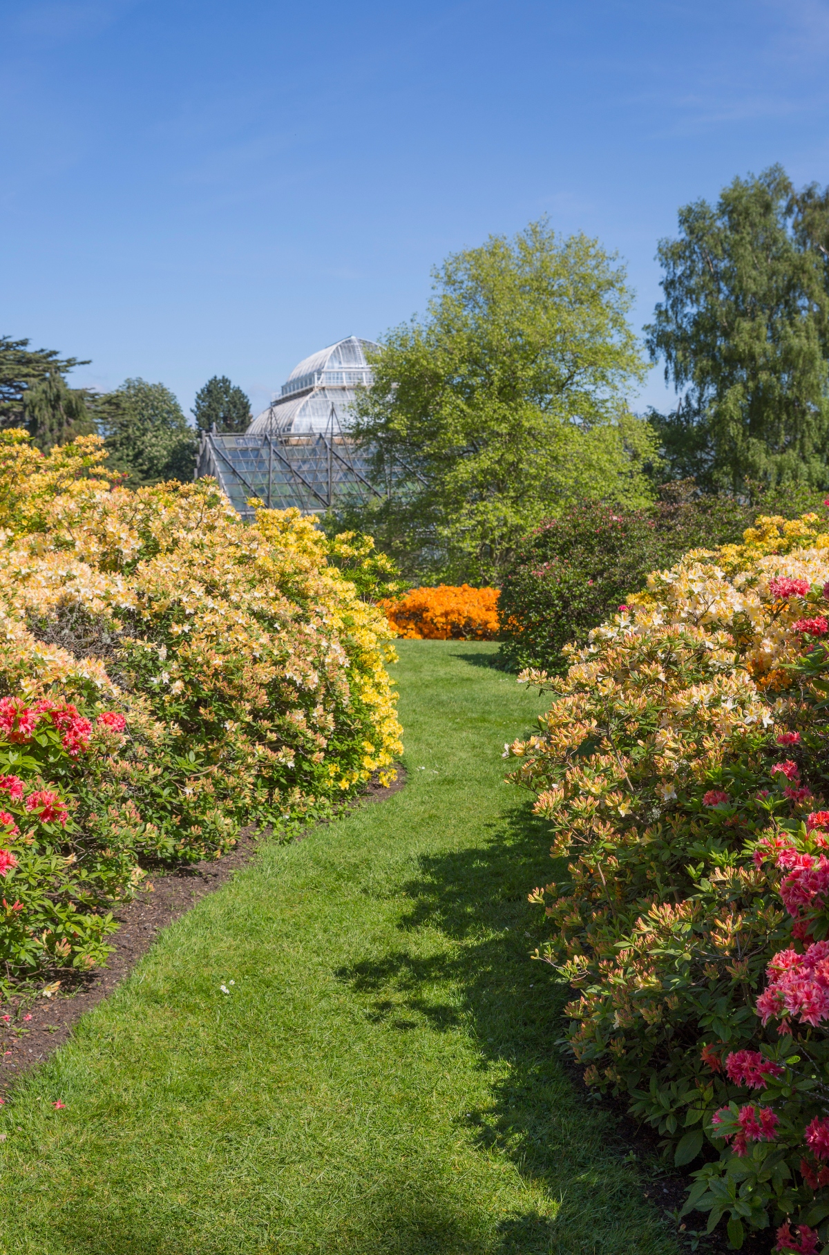 This image shows a landscaped garden with a grass pathway running between beds of flowering shrubs displaying blooms in yellow, pink, and orange colors. A large glass greenhouse or conservatory structure with a domed roof is visible in the background, surrounded by mature trees. The scene is captured under a clear blue sky, creating a bright, well-maintained botanical garden setting.