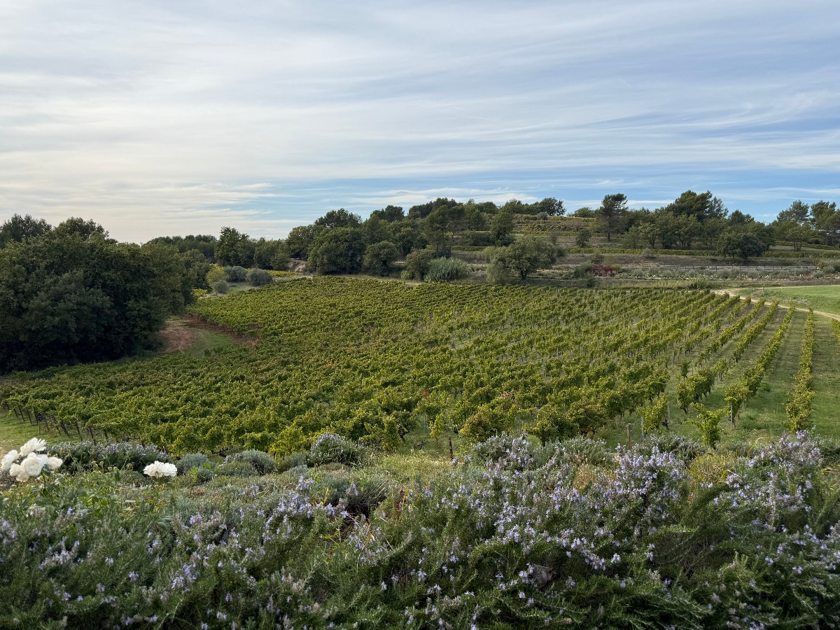 A gently sloping vineyard with orderly rows of grapevines extends across the landscape, bordered by wooded areas and trees on the hillside in the background. The foreground features ornamental plantings including white roses and purple-flowering rosemary or lavender bushes that frame the view of the cultivated vines. The scene is captured under a partly cloudy sky with natural daylight illuminating the green foliage throughout the terraced agricultural setting.