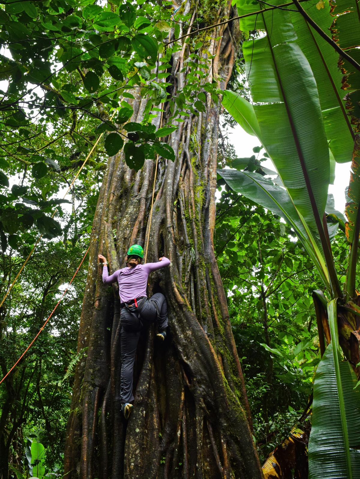 A person wearing a purple shirt, dark pants, and green cap climbs the massive buttressed trunk of a tropical rainforest tree, with their arms spread wide against the deeply furrowed bark covered in moss and lichen. The tree is surrounded by dense jungle vegetation including large banana-like leaves, vines, and a thick canopy overhead. The distinctive buttress roots flare out dramatically at the base, characteristic of old-growth tropical trees that provide structural support in shallow rainforest soils.