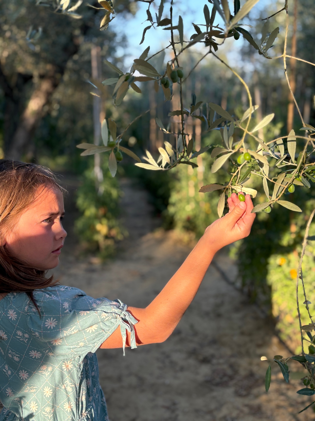 A young girl wearing a light blue floral dress reaches up to touch green olives hanging from a branch with silvery-green leaves in an olive grove. The grove features rows of olive trees along a dirt path, captured in warm natural lighting with the background softly blurred.