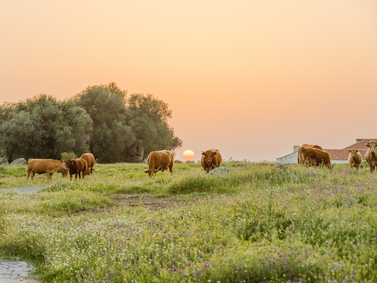 A herd of brown cattle grazes in a green pasture dotted with purple wildflowers during golden hour, with the sun low on the horizon casting warm light across the scene. A mature tree stands to the left while a white building with a terracotta tile roof is visible in the background on the right.