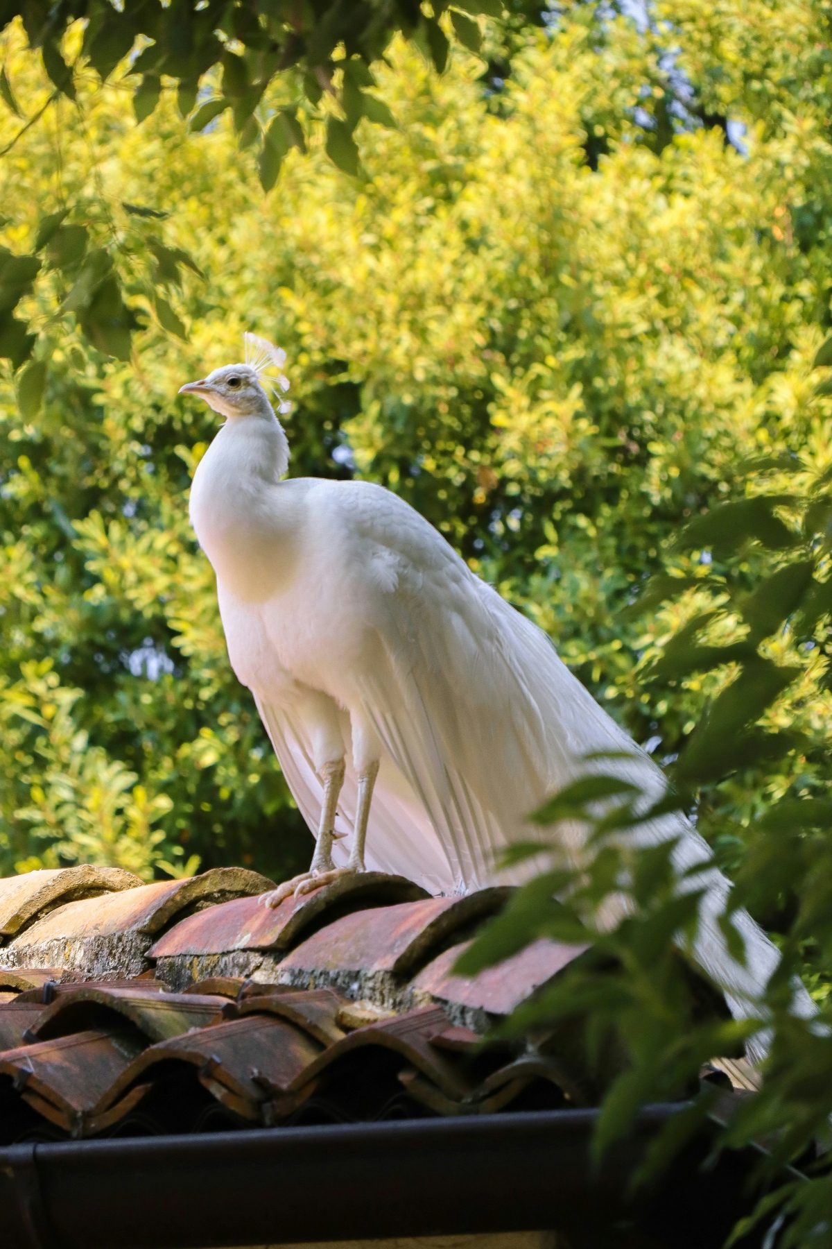 A white peacock with distinctive crest feathers stands atop weathered terracotta roof tiles. The bird is photographed against a background of bright green foliage illuminated by natural sunlight.