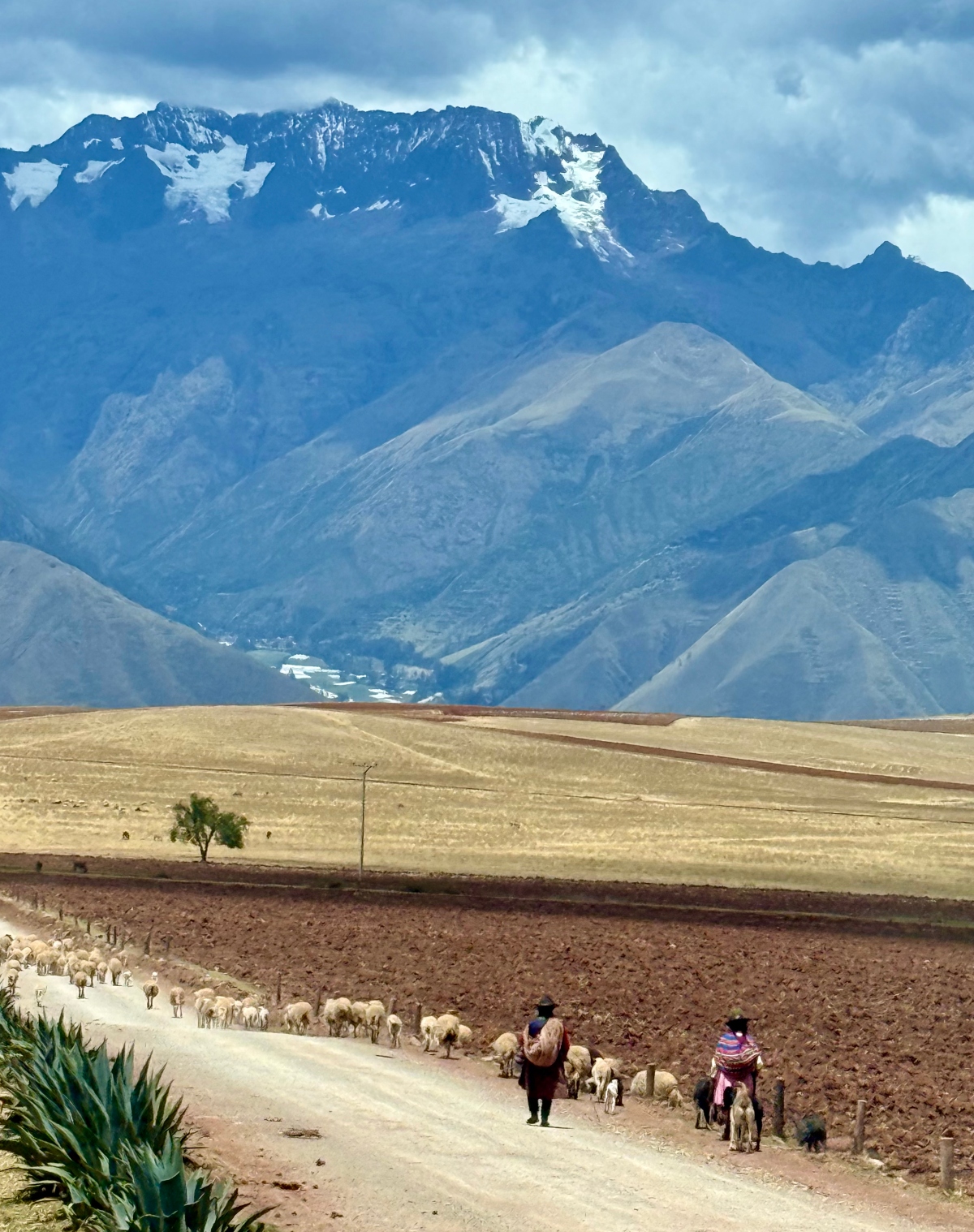 Two people herd a flock of white sheep and goats along a dirt road bordered by freshly plowed reddish-brown earth, with striped agricultural fields of tan and rust stretching toward a solitary tree and utility pole in the middle distance. Behind the terraced farmland, layers of blue-gray mountain ridges rise toward a dramatic snow-capped Andean peak partially obscured by clouds.
