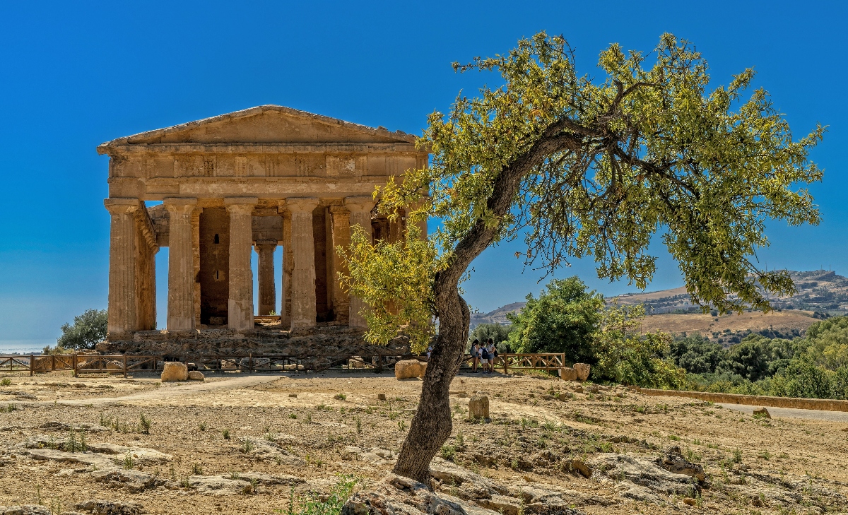 Ancient temple in Agrigento, Sicily, with Doric columns and triangular pediment stands on dry ground under a clear blue sky, with rolling hills visible in the background. A gnarled olive tree with twisted trunk leans in the foreground, its green foliage contrasting with the honey-colored stone temple and sparse Mediterranean landscape.