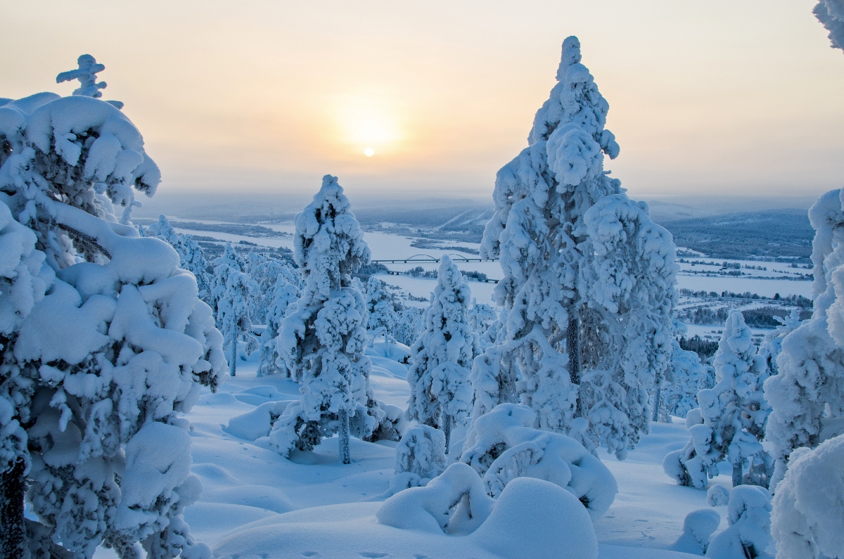 Snow-laden coniferous trees stand in the foreground of a winter landscape, their branches heavily weighted with thick accumulations of white snow creating rounded, sculptural forms. Beyond the forested slope, a vast snow-covered valley stretches to the horizon under a sunset sky that transitions from soft peachy-gold near the sun to pale blue above.