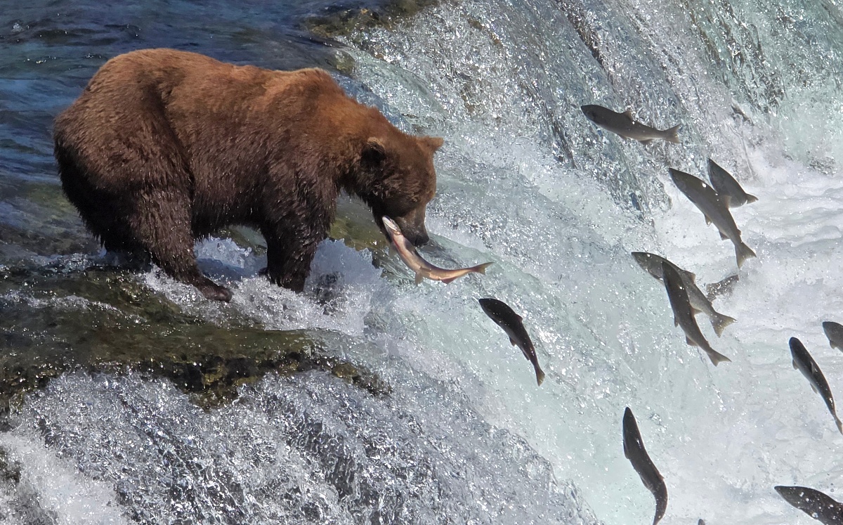 A brown bear stands at the crest of a rushing waterfall, catching a salmon in its mouth while numerous other salmon leap and swim through the churning white water around it. The scene captures an active salmon run, with more than a dozen fish visible attempting to jump upstream past the falls.