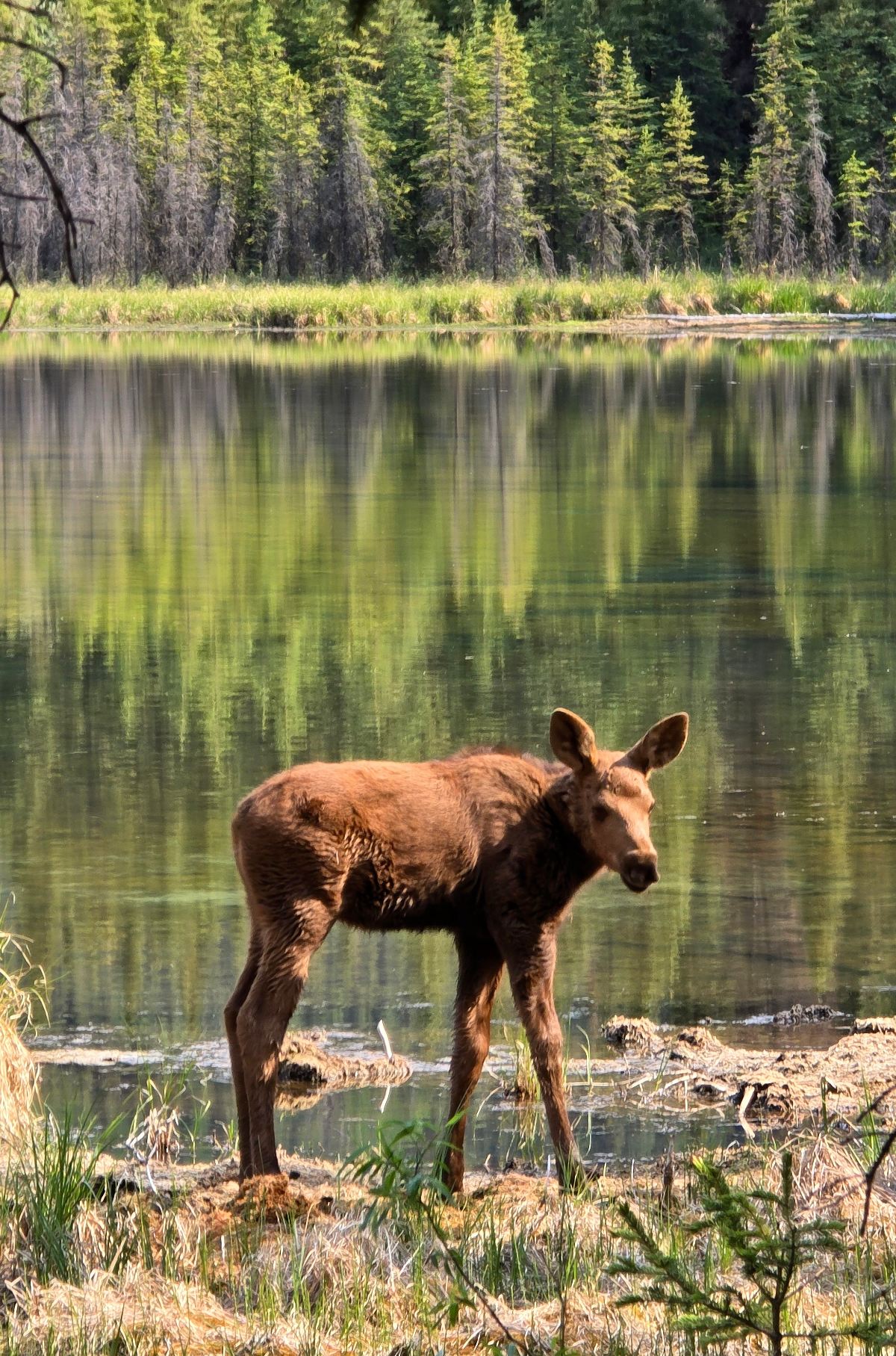 A young caribou calf stands at the muddy shoreline of a calm lake or pond, with the reflections of surrounding evergreen trees mirrored in the still green water behind it. A boreal forest of spruce trees lines the far bank, and sparse shoreline vegetation frames the foreground.