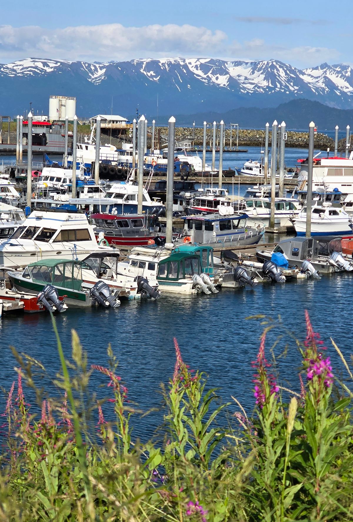 A busy marina packed with fishing boats and motorized vessels moored at docks with tall white pilings, viewed from shore over a foreground of pink wildflowers in bloom. Snow-patched mountains rise across the water under a partly cloudy blue sky in the background.