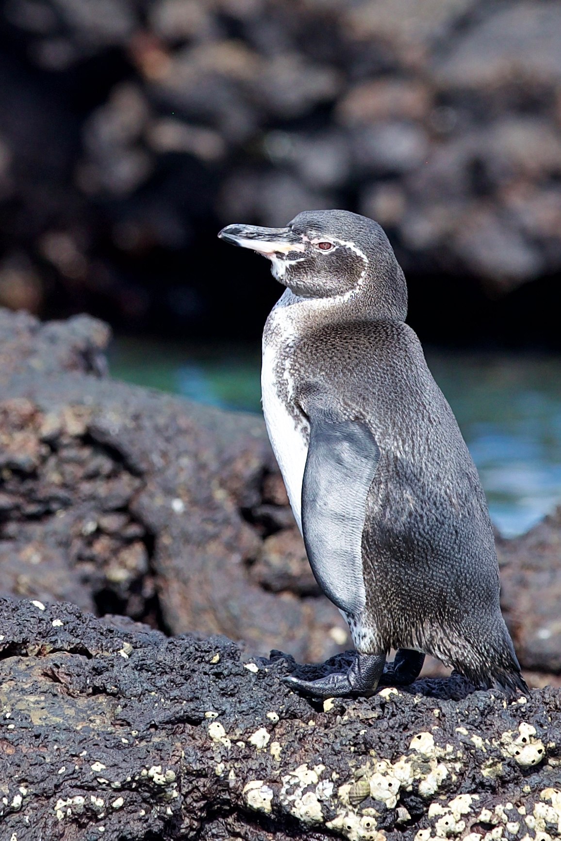 A Galápagos penguin stands on dark volcanic rock encrusted with barnacles, its dark gray back and white belly clearly visible in sharp focus against a blurred rocky background. The penguin faces left in profile, revealing the distinctive white facial band that curves around its dark head.