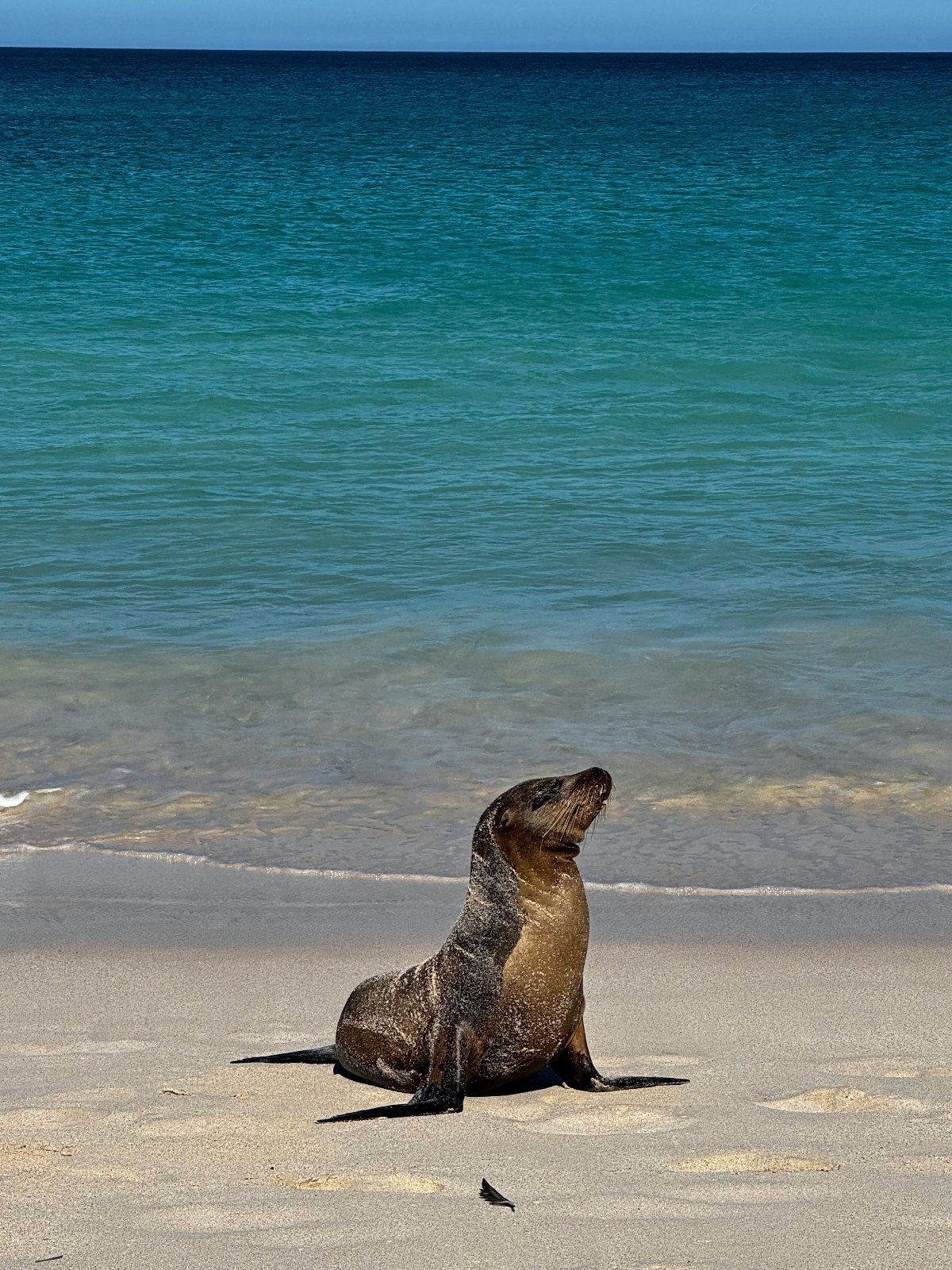 A Galápagos sea lion sits upright on a sandy beach with its head tilted back, facing the calm turquoise ocean. The sea lion's wet, speckled coat contrasts with the pale sand in the foreground and the vivid blue-green water stretching to the horizon behind it.
