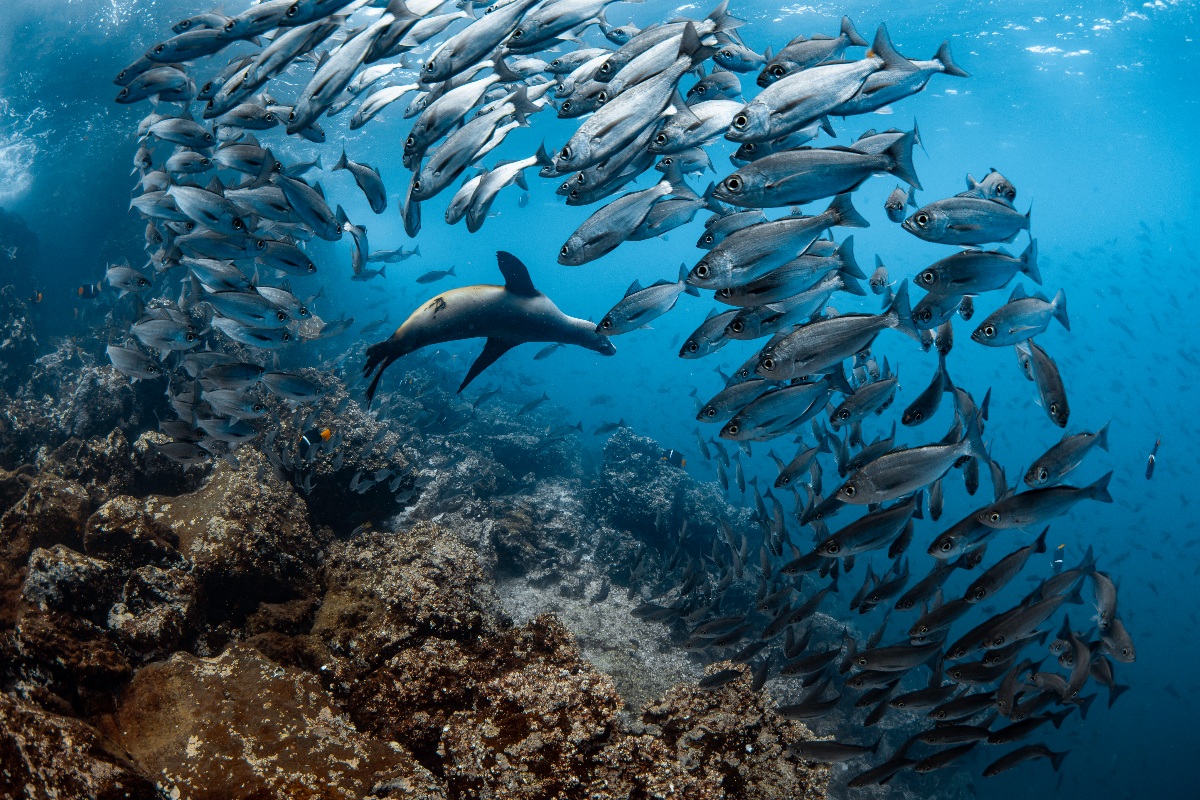 A Galápagos sea lion glides through crystal-clear blue water surrounded by a large school of silver fish above a rocky reef. The fish part dramatically around the sea lion, creating a sweeping arc against the deep blue of the open ocean.