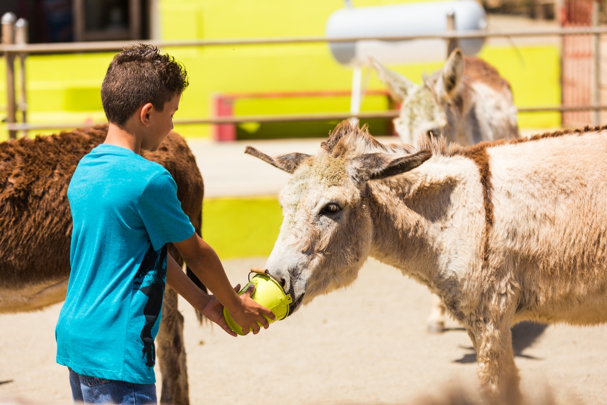 A young boy in a teal t-shirt feeds a gray donkey from a small yellow cup in an open-air sanctuary enclosure. A second brown donkey stands close behind him, with additional donkeys and a bright yellow structure visible in the background.