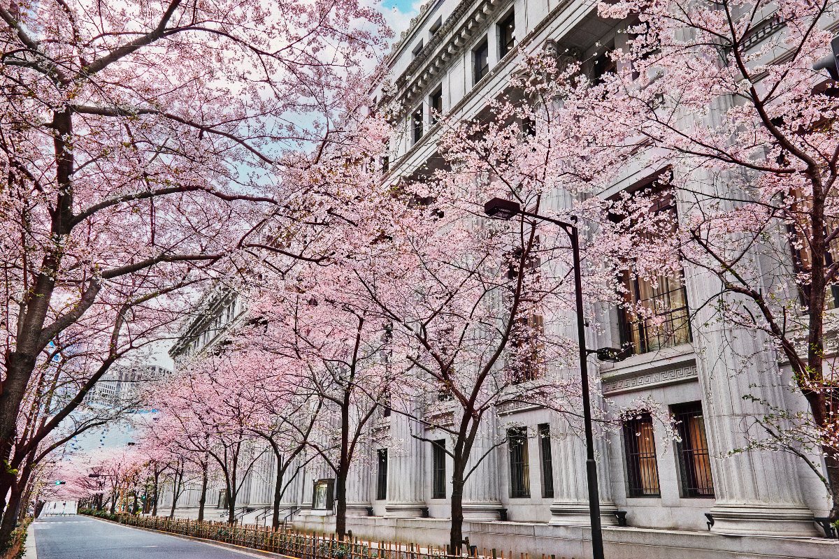 Cherry blossom trees in full pink bloom line a wide urban sidewalk alongside a grand neoclassical stone building with tall columns and ornate architectural detailing. The canopy of blossoms extends across the frame, nearly obscuring the pale blue sky above, while black streetlamps punctuate the tree-lined path. The street is empty, lending a quiet, serene quality to the scene.