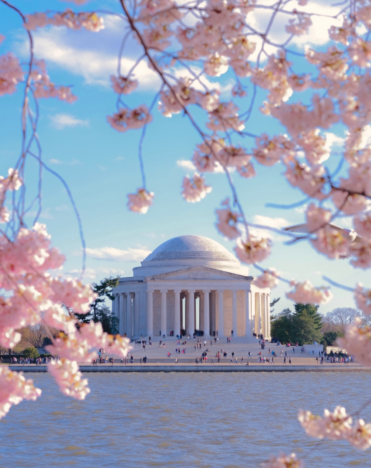 The Jefferson Memorial's white domed rotunda and colonnaded façade are framed by soft-focus cherry blossom branches in the foreground, with the Tidal Basin stretching across the middle ground. Crowds of visitors gather on the memorial's broad steps and plaza in the midday light. A blue sky with scattered clouds completes the composition.