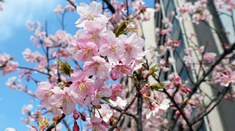10 Incredible Places to Experience Cherry Blossom Season