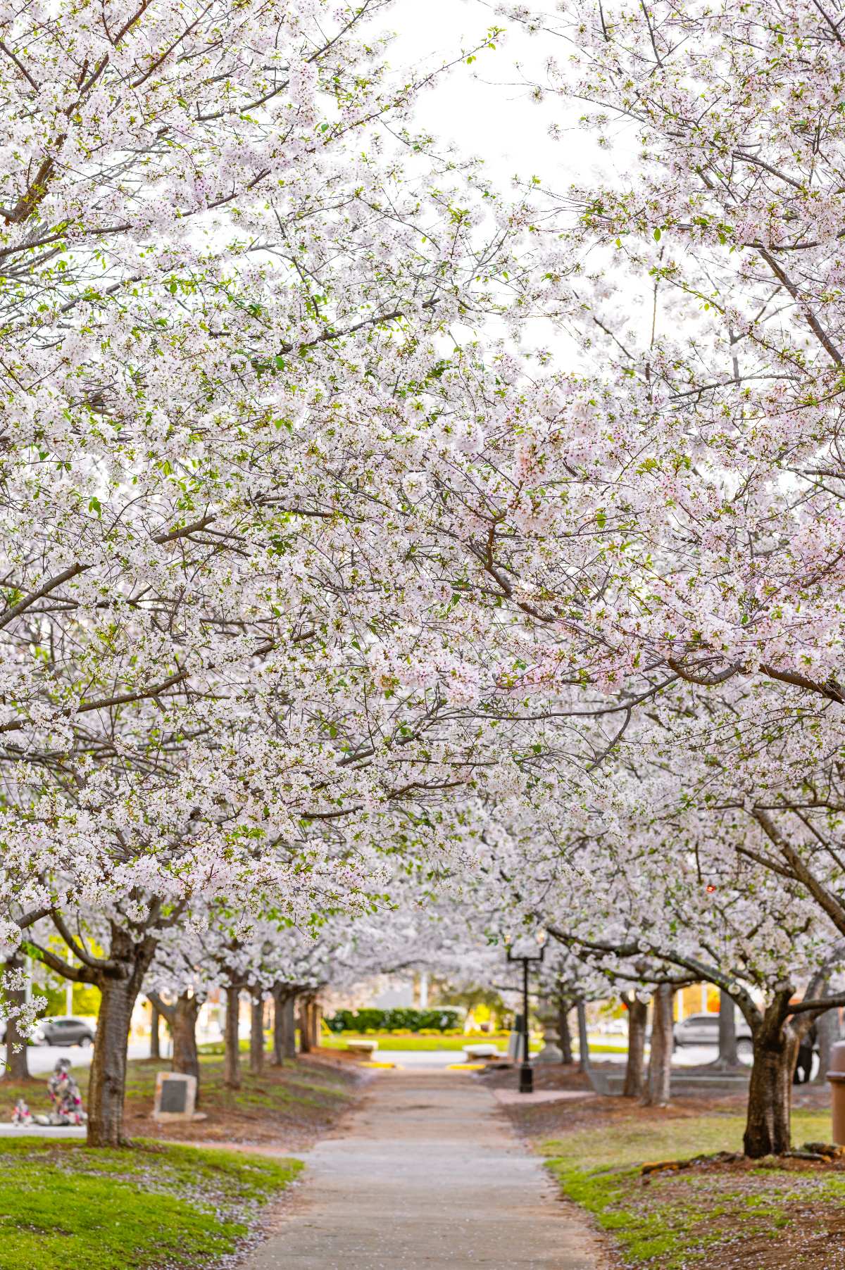 A straight paved pathway stretches into the distance beneath a dense canopy of white and pale pink cherry blossom trees, their branches arching overhead to form a natural tunnel. Fresh green leaves are just beginning to emerge among the blossoms, and fallen petals dust the ground along the walkway's edges. Parked cars, a street lamp, and green lawns are visible in the soft-focus background, placing the scene in an urban park setting.