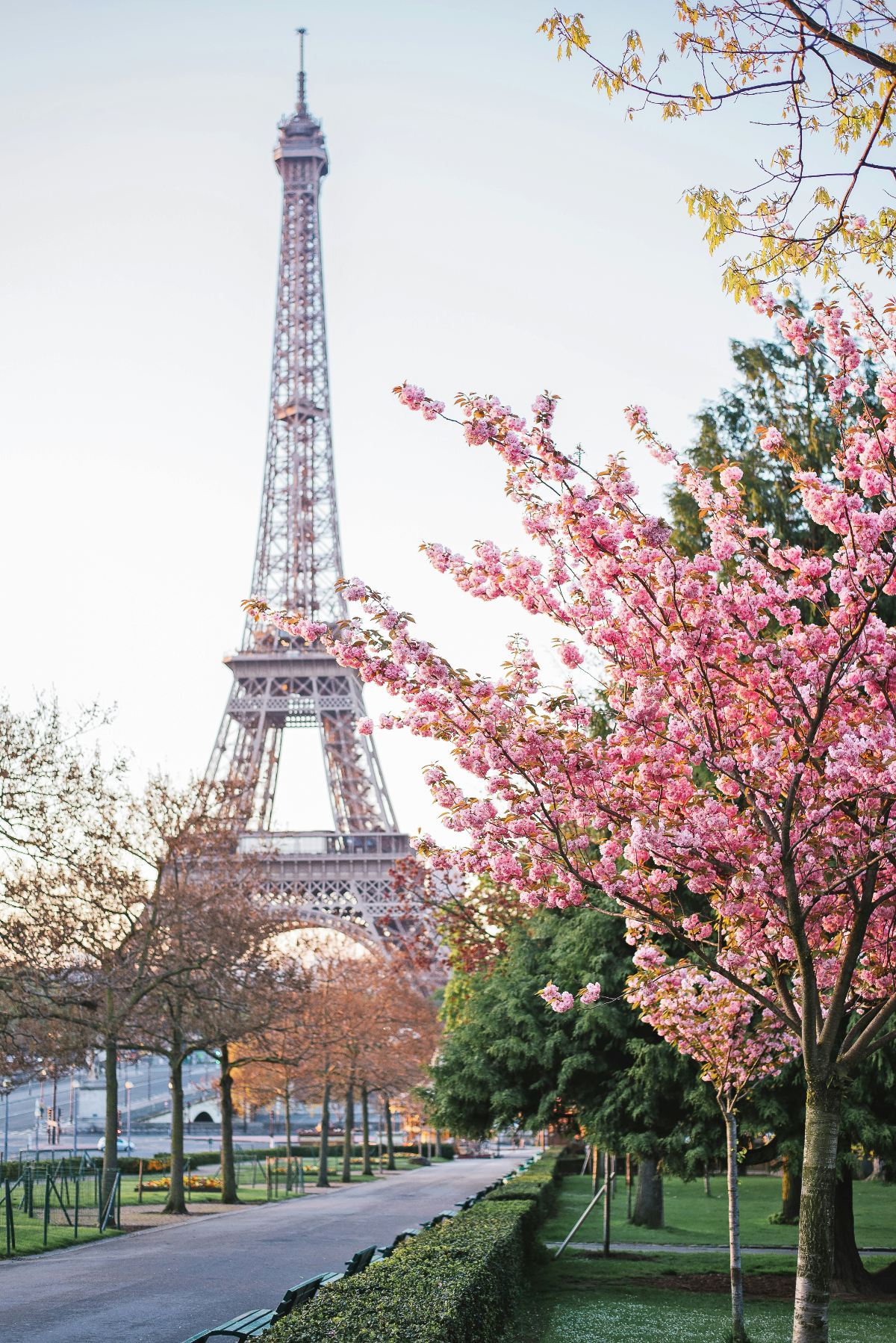 A cherry blossom tree in full deep-pink bloom stands in the foreground of a manicured park, with the Eiffel Tower rising prominently in the soft-focus background against a pale morning sky. Trimmed hedgerows, green lawns, and a paved pathway line the park, with additional bare and evergreen trees visible along the walkway. The composition frames the tower through the blossoms at what appears to be early morning light.