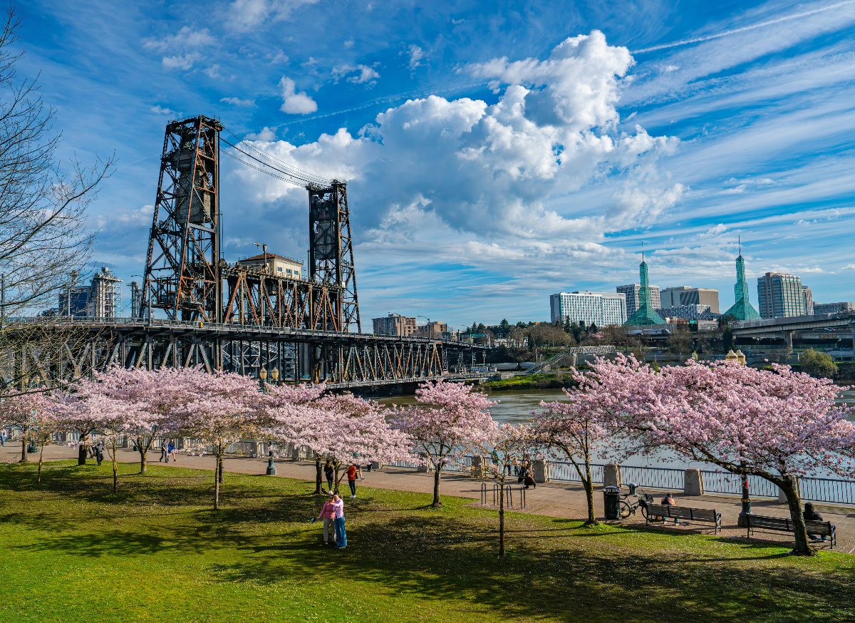Pink cherry blossom trees in full bloom line a paved riverside walkway along a bright green lawn, with a handful of people strolling and sitting on benches beneath the canopy. The Steel Bridge—a large iron lift bridge—spans the Willamette River in the middle ground, with the Portland city skyline, including the green-roofed Oregon Convention Center, visible in the distance. A vivid blue sky with billowing white clouds completes the scene.