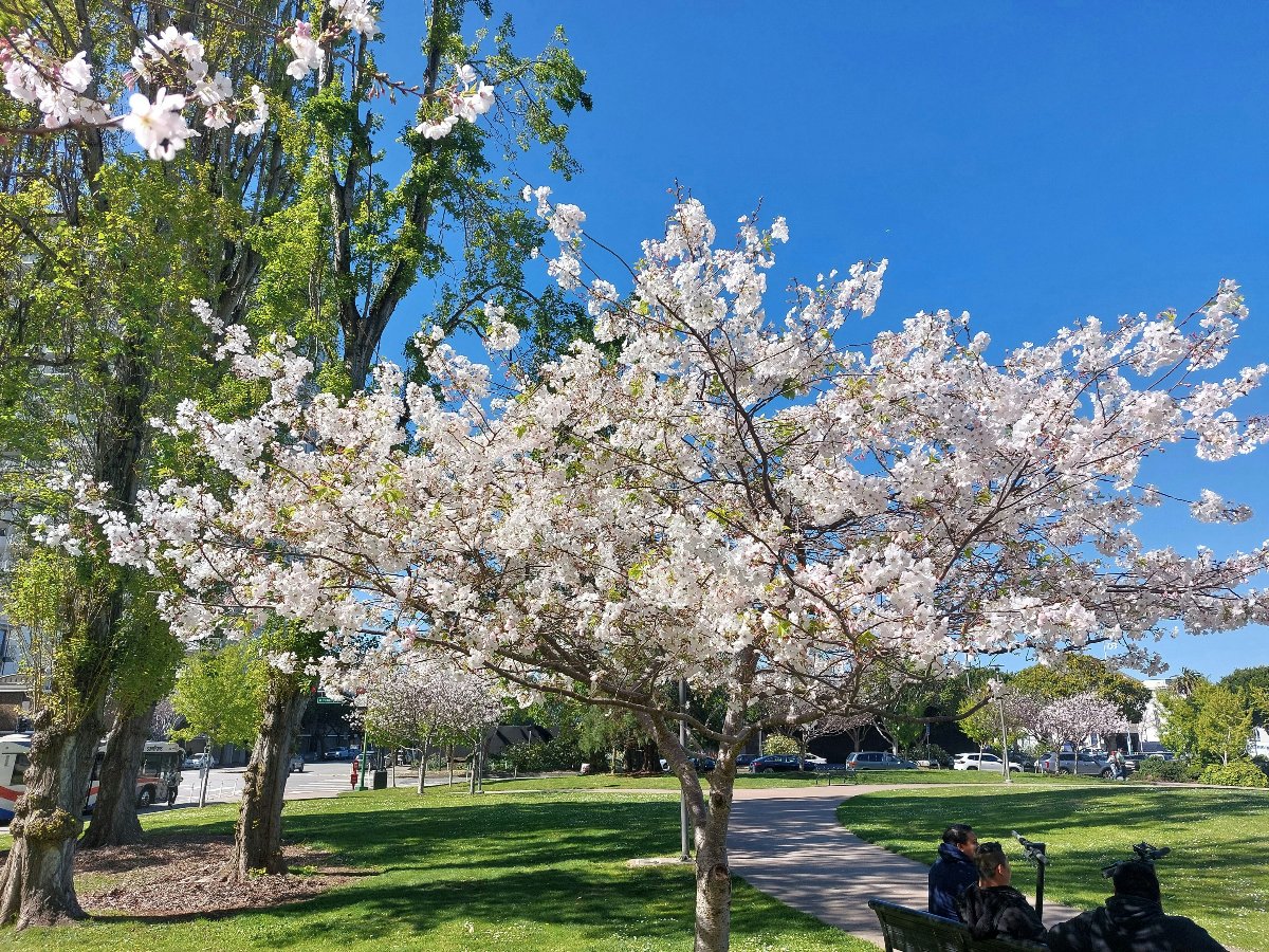 White cherry blossom trees in full bloom stand against a vivid blue sky in a grassy urban park, with taller leafy green trees rising behind them. A paved walkway curves through the lawn, where a small group of people sits on a bench in the lower right corner. City streets, parked cars, and a public bus are visible along the park's edge in the background.