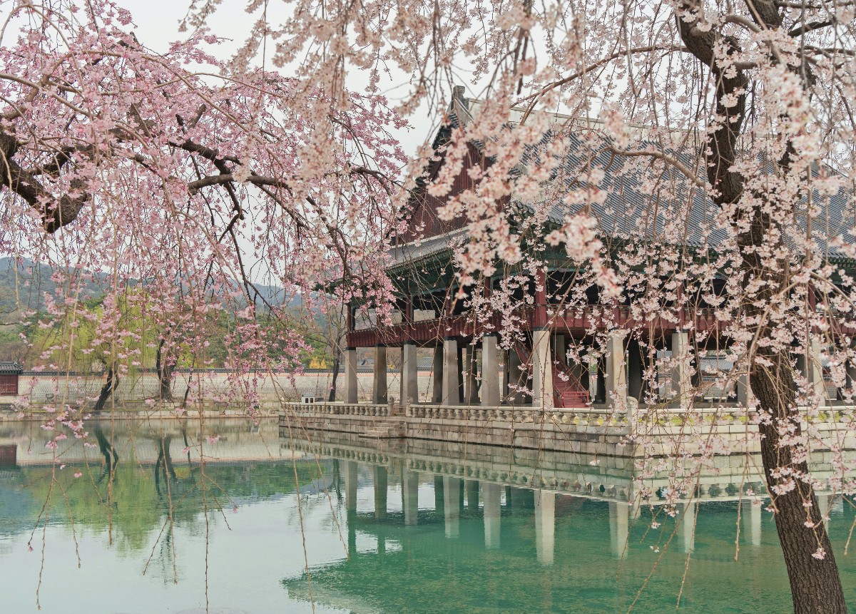 Weeping cherry blossom trees with cascading pale pink blooms frame a traditional Korean palace pavilion with a dark-tiled roof and red-painted wooden columns, set over a still, green-tinted pond. The structure's stone foundation and pillars are reflected in the calm water below, while tree-covered hills are visible in the hazy background. The overcast light gives the scene a soft, muted quality.