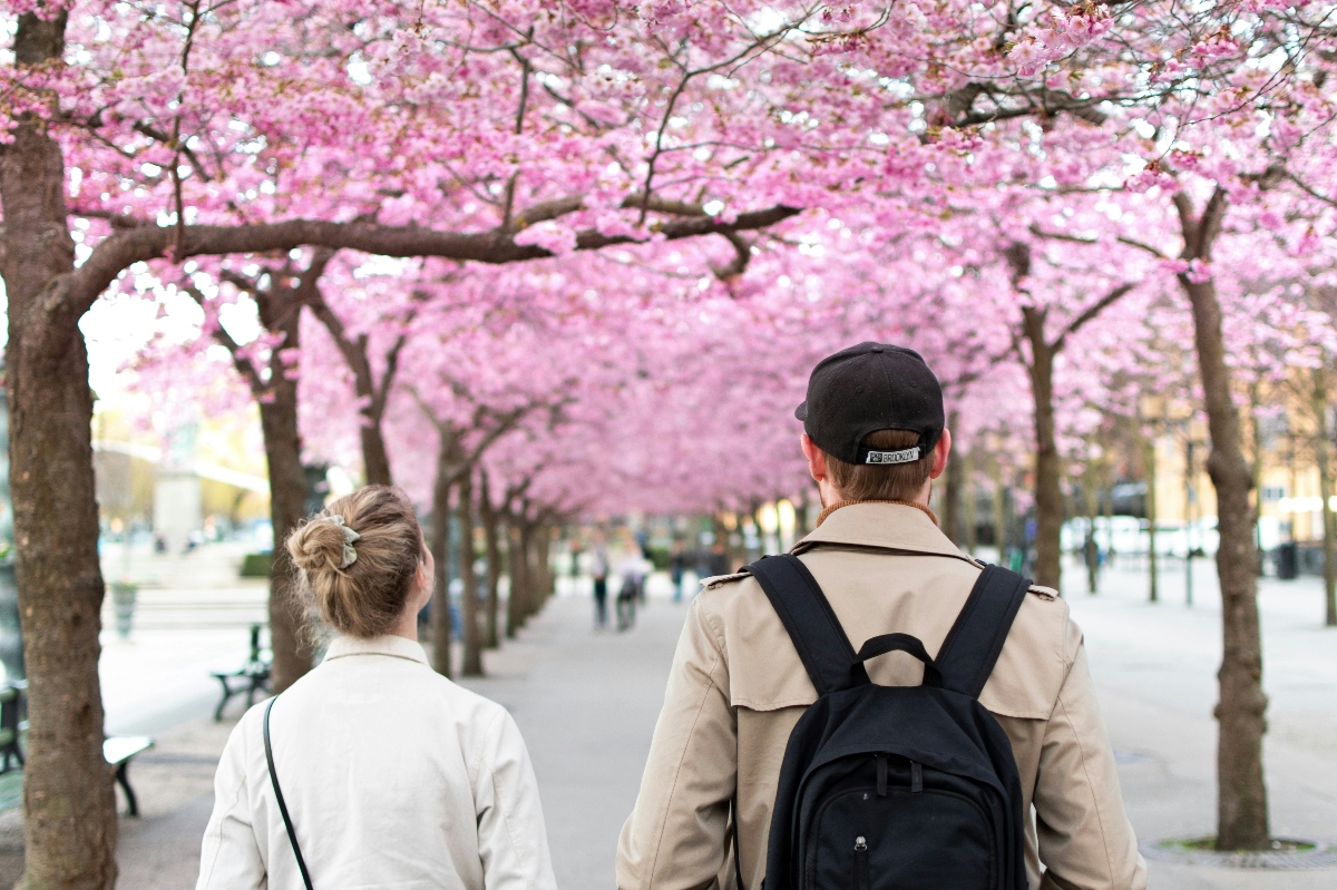 Two people are photographed from behind as they walk beneath a tunnel of cherry blossom trees in full, deep-pink bloom along a wide urban promenade. The woman on the left wears a light jacket with her hair in a bun, while the man on the right wears a tan coat and black backpack and baseball cap. Other pedestrians and park benches are visible in the soft-focus background, with the blossoms forming a continuous canopy overhead.