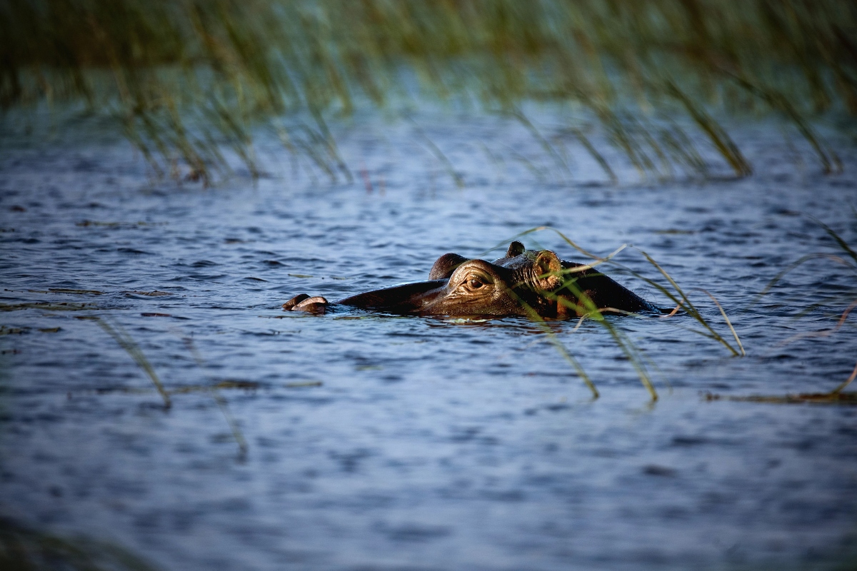 A hippopotamus is submerged in a river, with only the top of its head and eyes visible above the surface of the water. Tall green reeds in the foreground partially obscure the animal, which gazes directly toward the camera. The water reflects cool blue tones under diffused natural light.