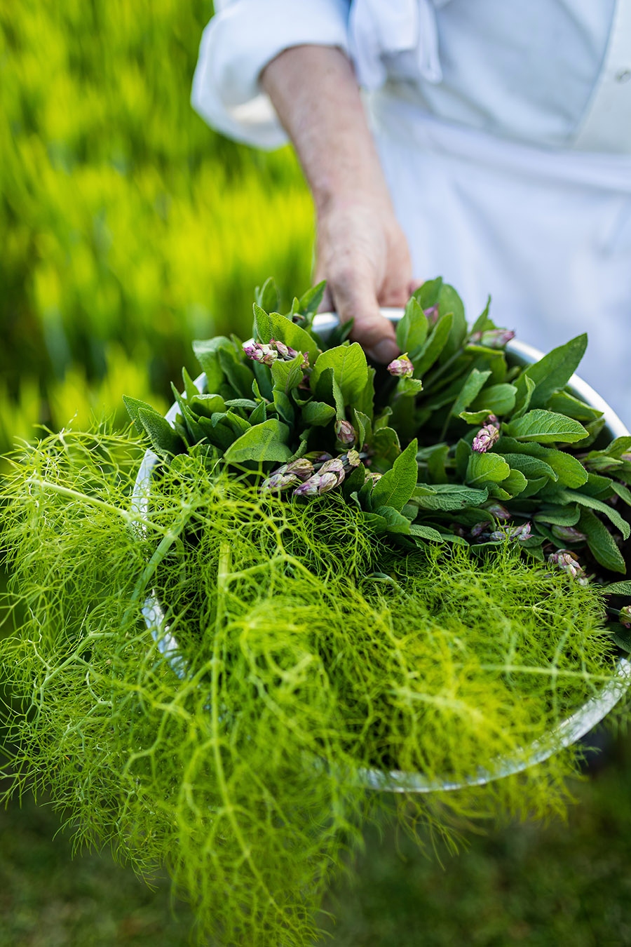 A person in a white chef's coat holds a large white bowl overflowing with freshly harvested garden greens, including broad-leafed herbs with small pink buds and delicate feathery fennel fronds. The bowl is held outdoors against a lush, softly blurred green garden backdrop.