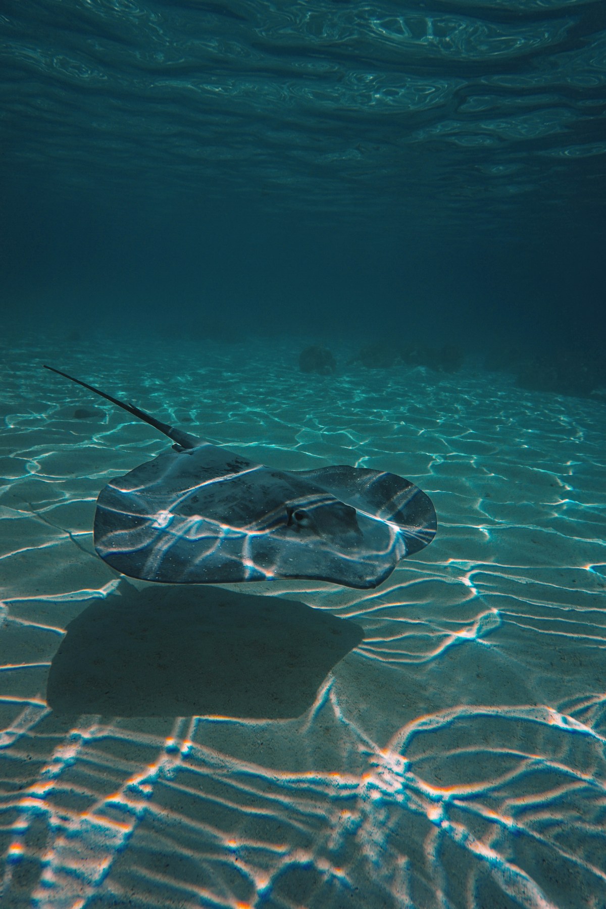 An underwater photograph shows a large stingray gliding just above a sandy lagoon floor in clear, shallow turquoise water, its long slender tail extending behind it. Sunlight filtering through the surface creates shifting patterns of light and shadow across both the sand and the ray's dark, smooth body. The ray's shadow is cast sharply on the rippled sand below, and the water's surface is visible at the top of the frame.