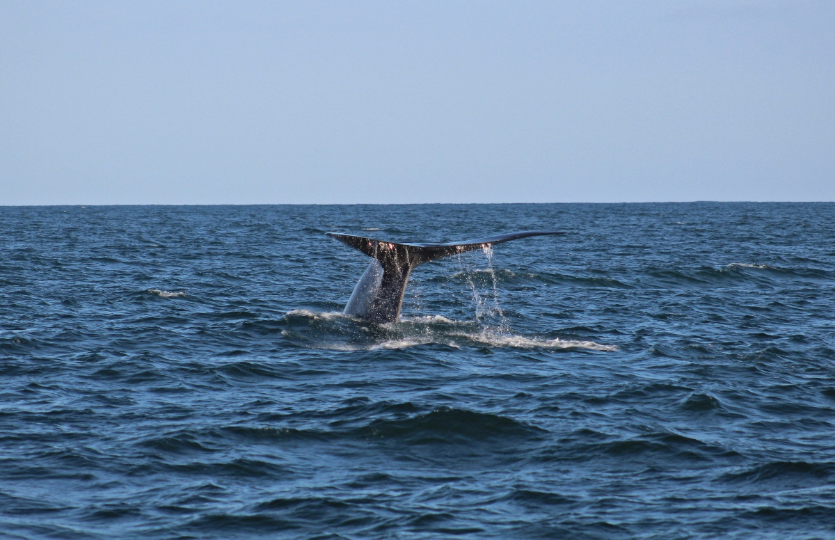 A large whale fluke rises above the surface of a choppy blue-gray ocean, with water streaming from the edges of the tail as the whale descends into a dive. A pale blue sky stretches across the horizon behind the open water, with no land visible in the frame.