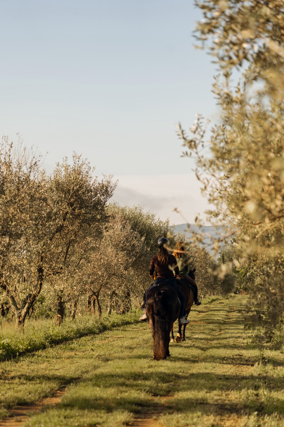 Two riders on horseback travel along a grass path lined on both sides by silver-leafed olive trees in warm afternoon light. Rolling hills are visible in the distance beneath a pale blue sky.