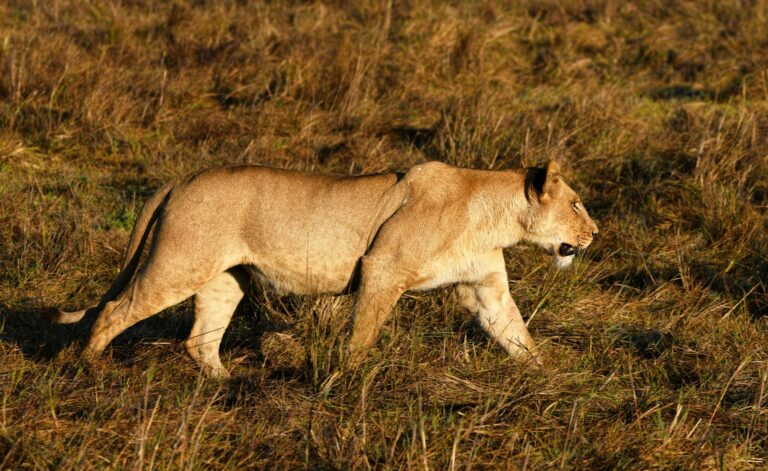 Into the Wild: Why a Zambia Safari Brings the Wow Factor