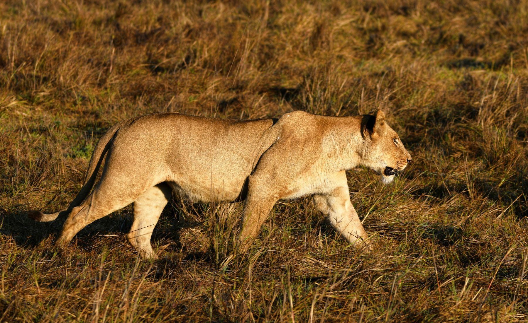 Into the Wild: Why a Zambia Safari Brings the Wow Factor