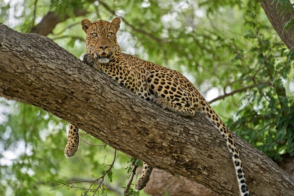 Into the Wild: Why a Zambia Safari Brings the Wow Factor