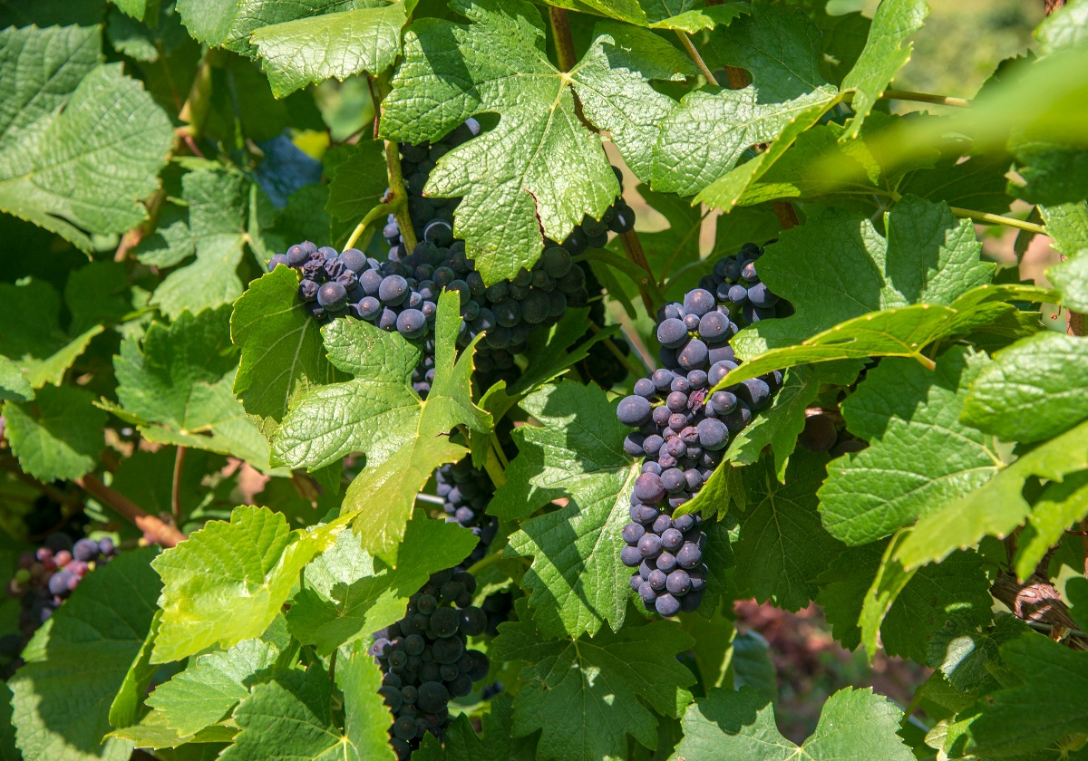 Clusters of small, deep blue-purple grapes hang among broad, lobed green vine leaves on woody brown stems in dappled sunlight. Multiple bunches at varying stages of ripeness are visible throughout the dense foliage, with the fruit ranging from tight, compact clusters to more loosely arranged groupings.