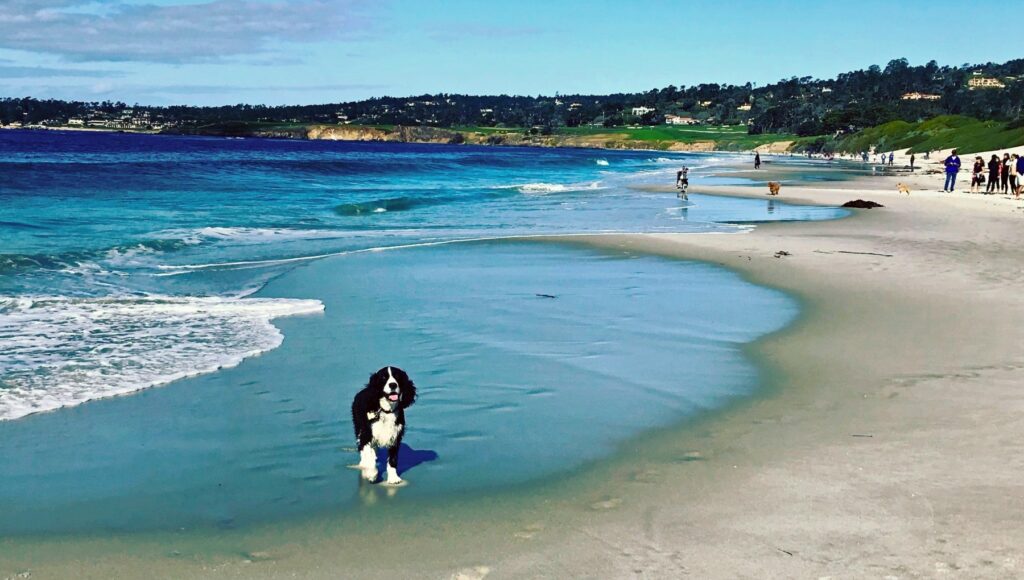 A black and white spaniel stands in shallow surf at the water's edge on a wide, pale sand beach, with other dogs and beachgoers visible in the distance. A wooded headland and what appears to be a golf course fairway line the far shore under a clear blue sky.