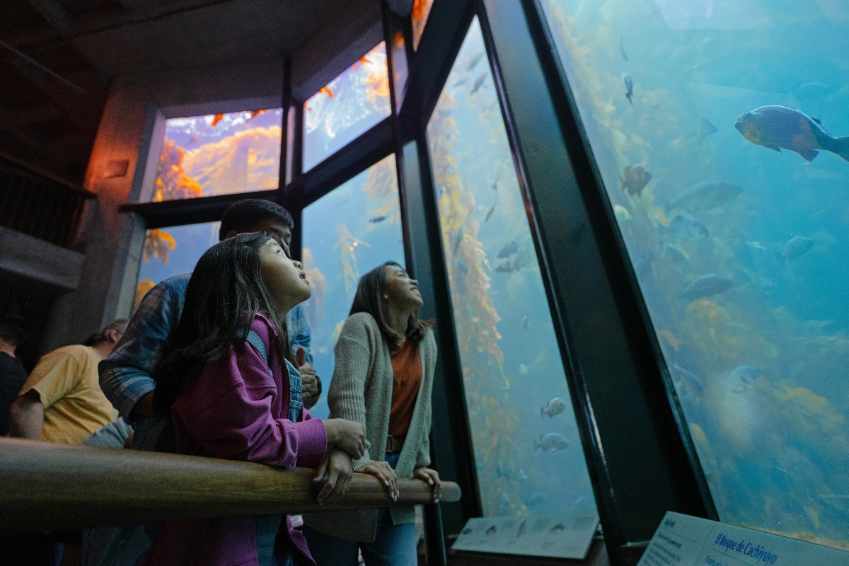 A young girl and an adult woman lean against a wooden railing and look upward at a towering floor-to-ceiling aquarium tank filled with kelp, fish, and blue-green water at the Monterey Bay Aquarium. Additional visitors are visible in the background, with warm amber light from the kelp forest exhibit reflecting off the upper windows of the gallery.