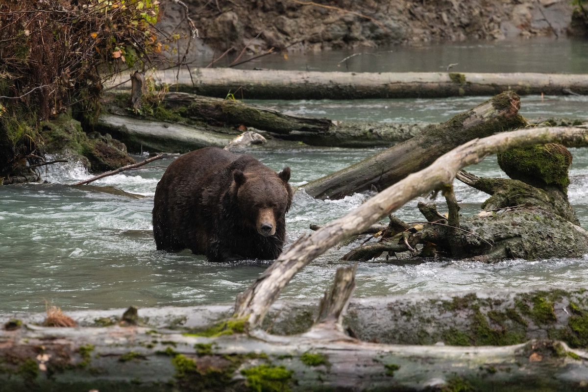 Grizzly bear at Klahoose Wildnerness Resort on Canada's Sunshine Coast