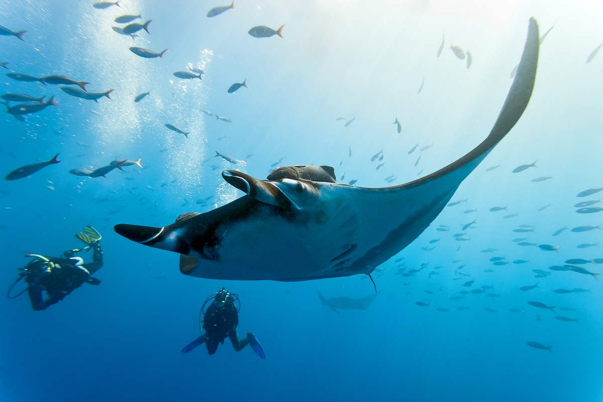 Snorkeling with mantas at Kokomo Private Resort Fiji