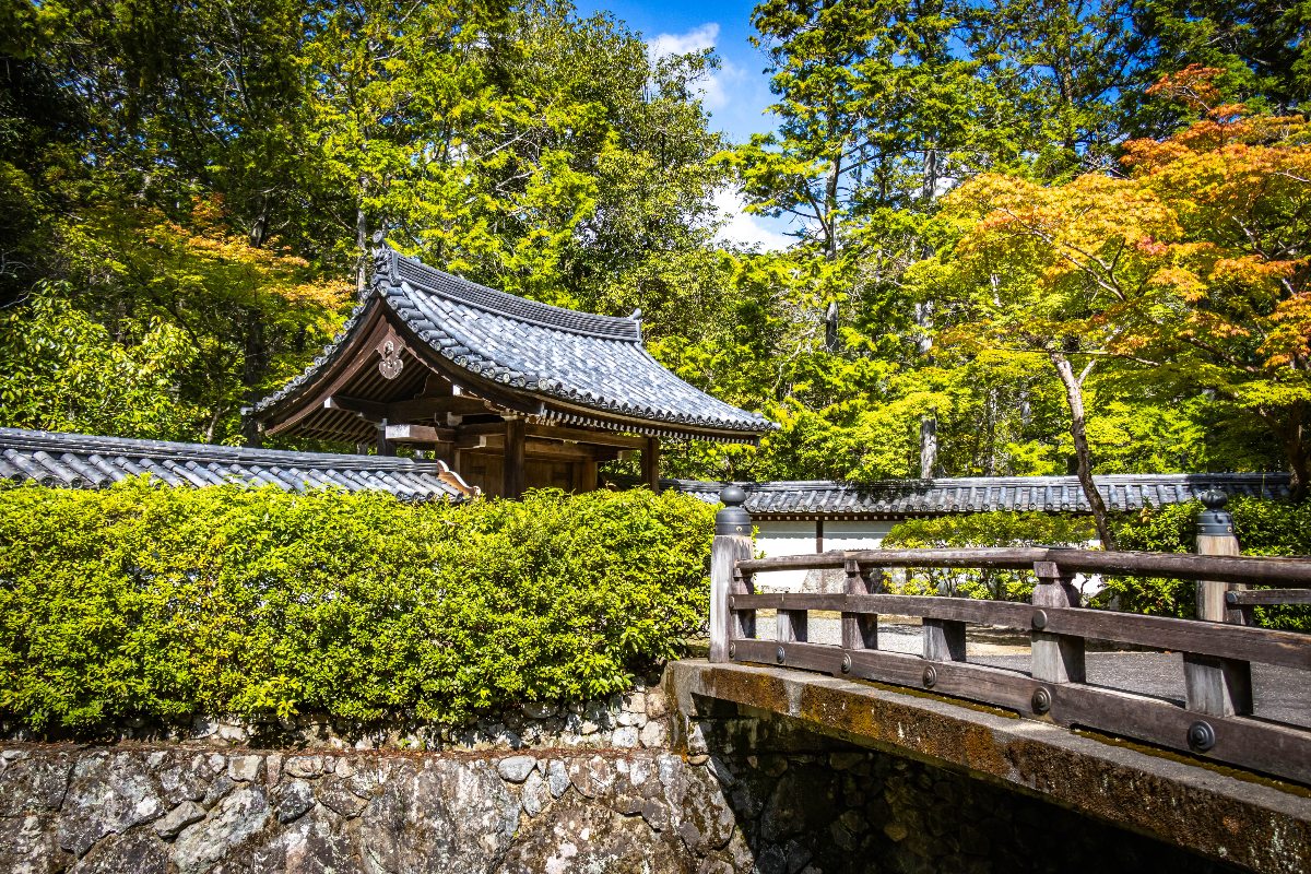 A weathered wooden bridge with rounded railings crosses a stone-walled waterway in the foreground, leading toward a temple gate with a gray tiled roof partially screened by a clipped hedge. White plaster compound walls extend to the right, with tall trees in shades of green and early autumn yellow-orange rising above the rooflines under a blue sky.