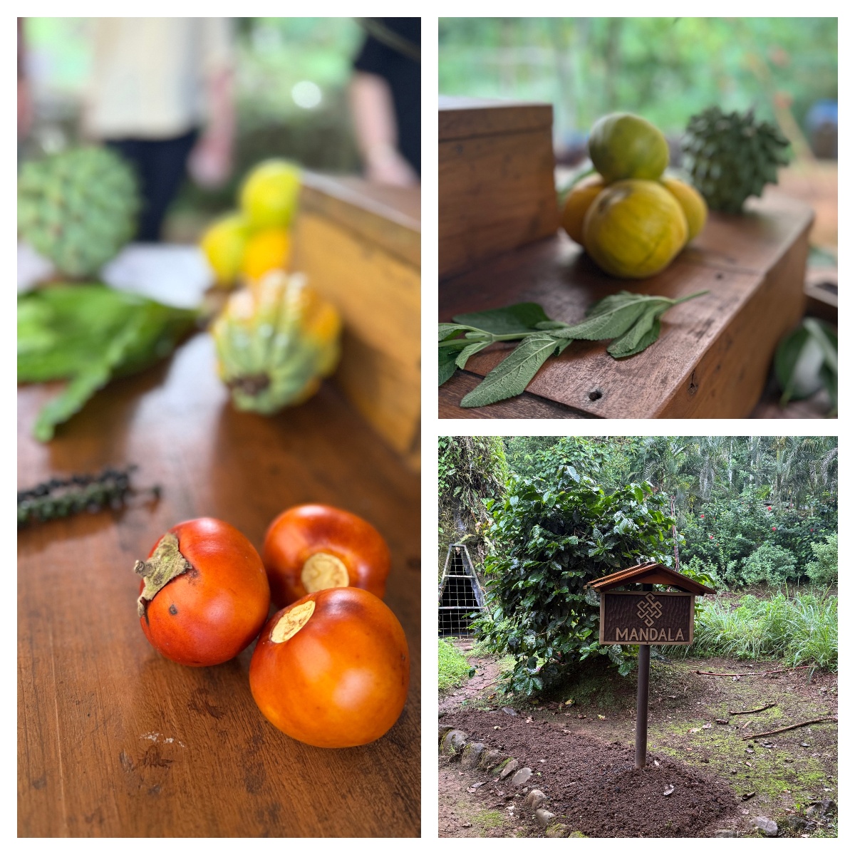 Three-panel collage showing tropical produce on a wooden table, including orange-red fruits in the foreground, yellow-green fruit and herb sprigs in the upper right, and assorted gourds in soft focus at upper left. The bottom right panel shows a small wooden signpost reading "MANDALA" planted in cultivated soil near a coffee shrub and surrounding garden plants.