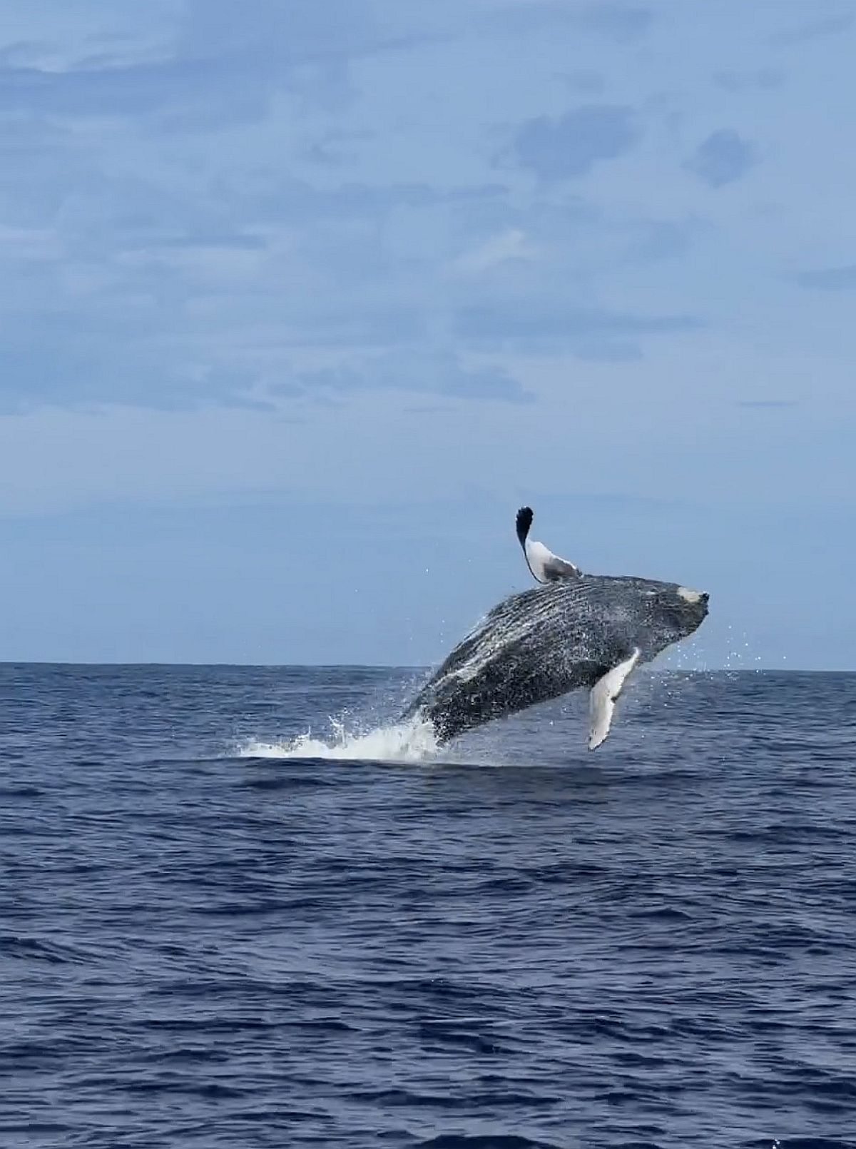 Breaching humpback whale
