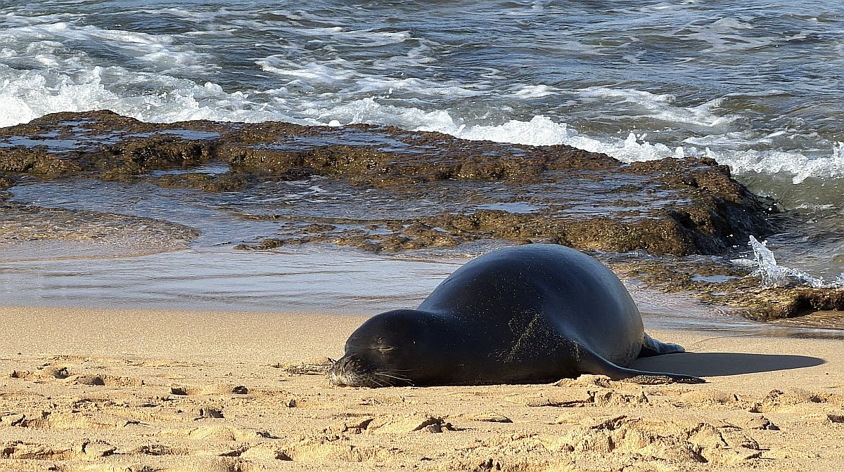 Monk Seal sleeping on Poipu Beach, Kauai