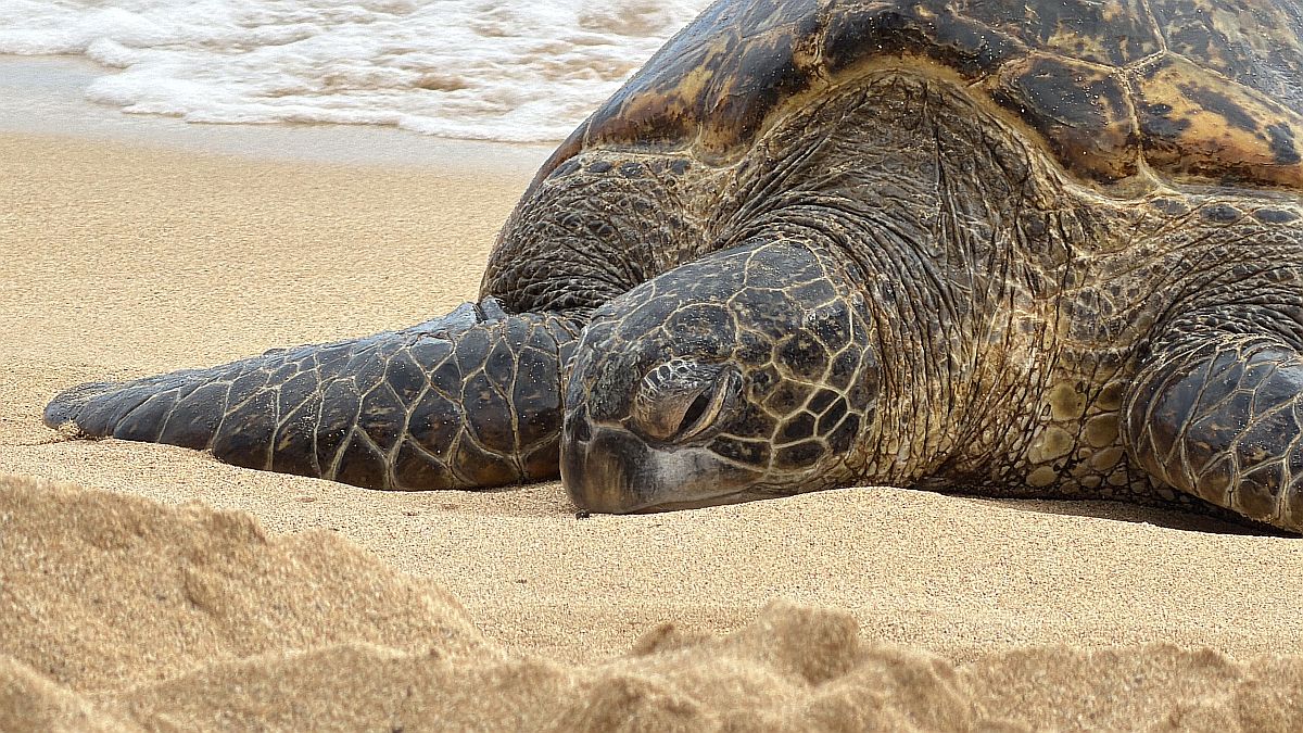 sea turtle sleeping on Poipu Beach
