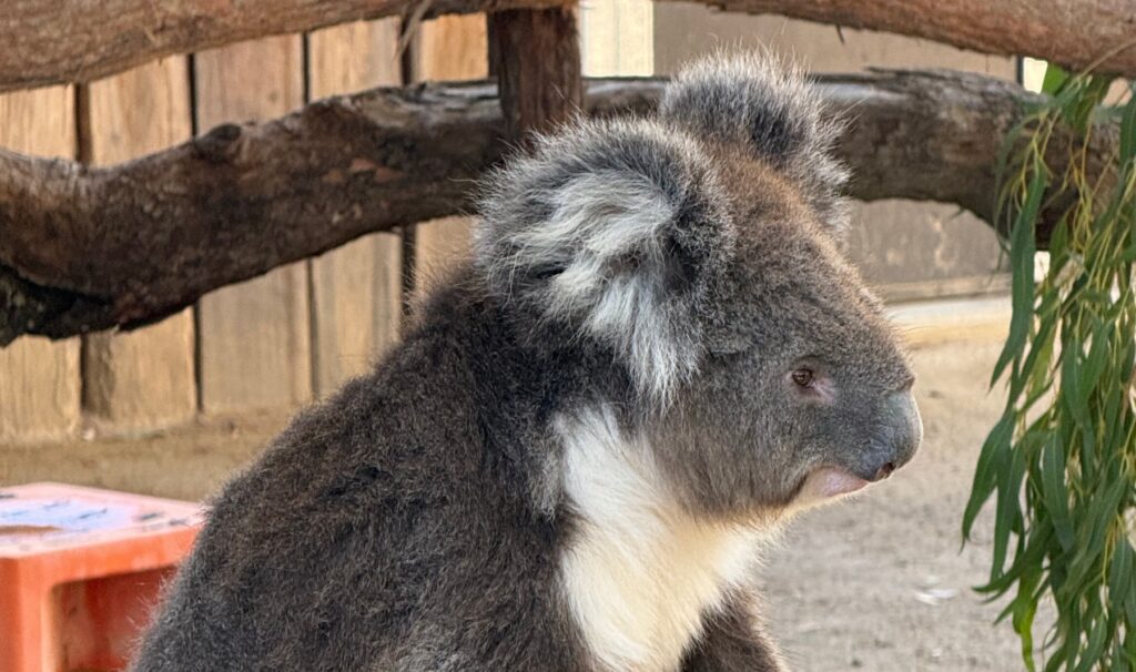 A koala sits in profile on a bare eucalyptus branch, gripping the wood with its dark claws. Its fluffy gray ears, white chest, and rounded nose are visible against a background of wooden fencing and hanging eucalyptus leaves.
