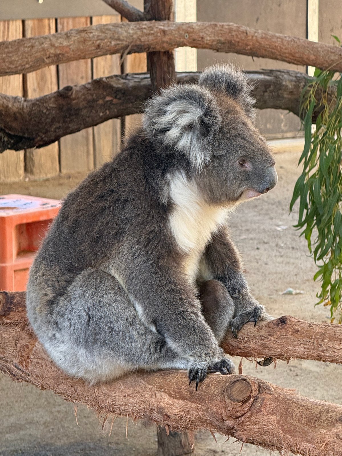 A koala sits in profile on a bare eucalyptus branch, gripping the wood with its dark claws. Its fluffy gray ears, white chest, and rounded nose are visible against a background of wooden fencing and hanging eucalyptus leaves.